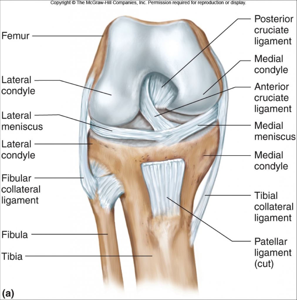 Tendons And Ligaments In Foot And Leg Ligaments, Muscles, and Tendons