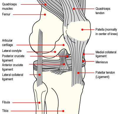 Knee Ligament Injuries - InSync Physiotherapy