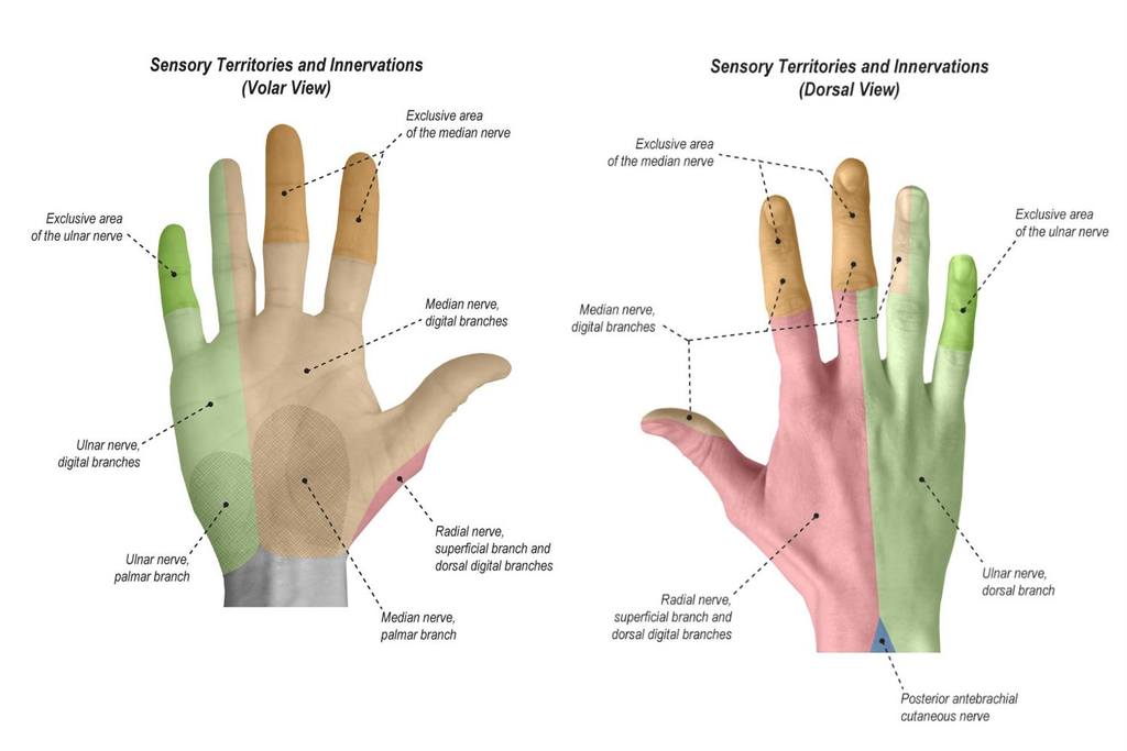 why-is-there-numbness-and-tingling-in-my-arms-insync-physiotherapy