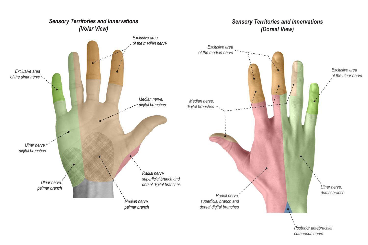 Why is There Numbness and Tingling in my Arms? - InSync Physiotherapy