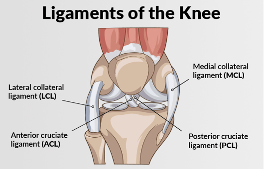 Knee Ligament Injuries - InSync Physiotherapy