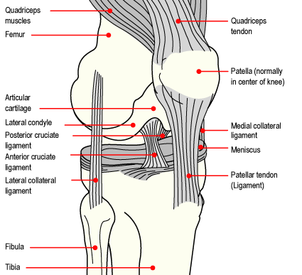 Knee ‘ACL’ Anterior Cruciate Ligament Injuries